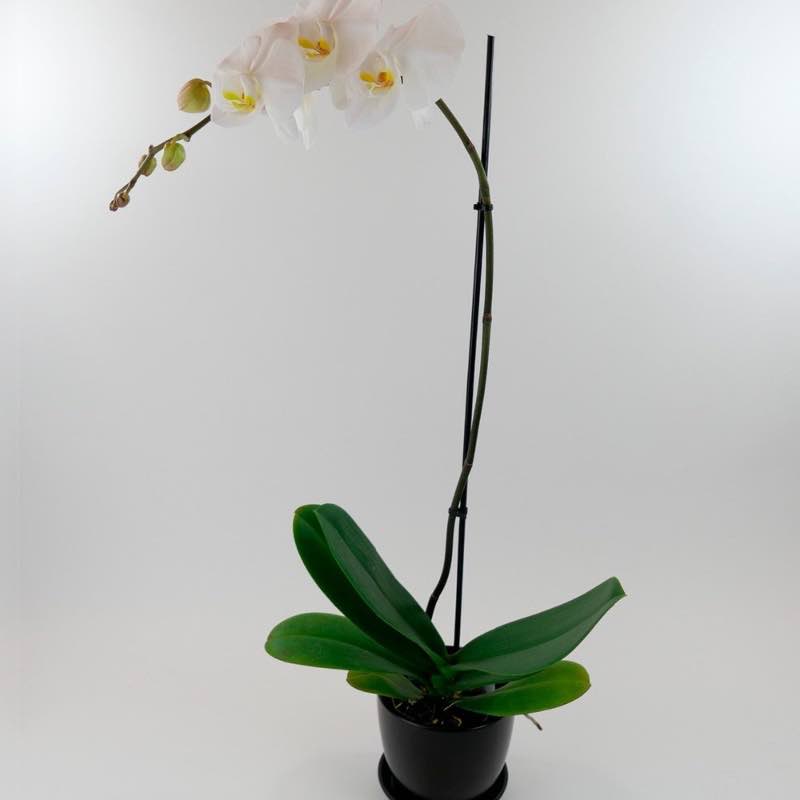 Live Phalaenopsis Orchid Plant in Black Planter - White